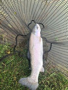 Rainbow Trout