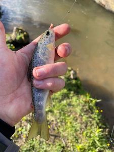 Brown Trout