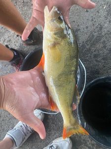 European Perch