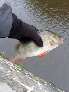 European Perch