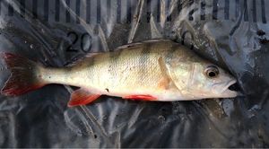 European Perch