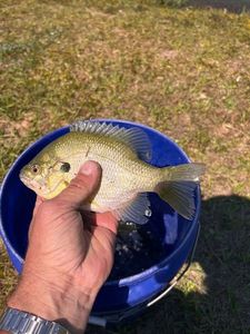 Bluegill