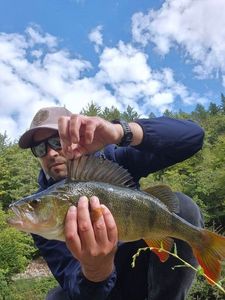 European Perch