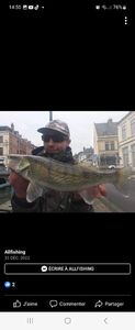 Zander