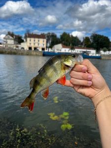 European Perch