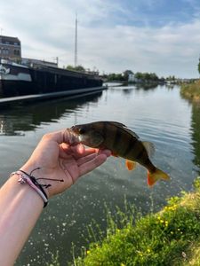 European Perch