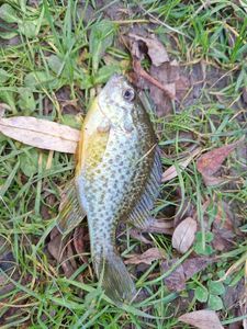Green Sunfish
