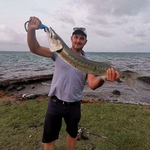 Great Barracuda