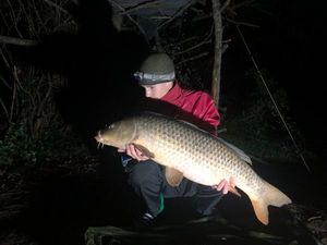 Common Carp