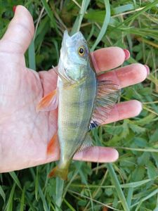 European Perch