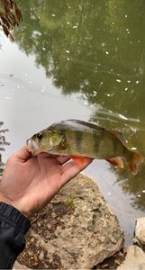 European Perch