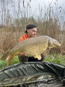 Common Carp