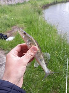 Zander