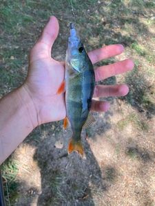 European Perch