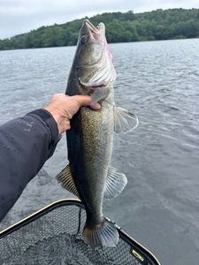 Zander