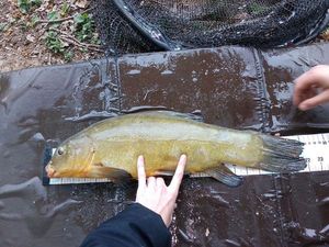 Tench