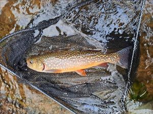 Tiger Trout