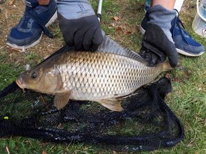 Common Carp