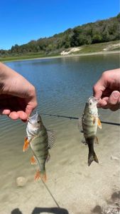 European Perch