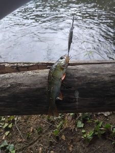 European Perch