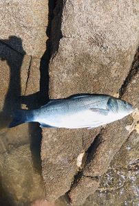 European Bass (Seabass)