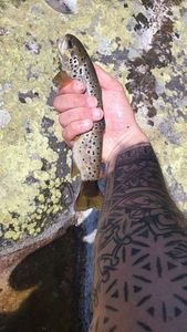 Brown Trout
