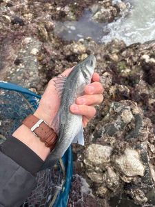 European Bass (Seabass)