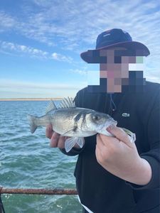 European Bass (Seabass)