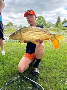 Common Carp