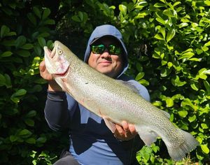Rainbow Trout
