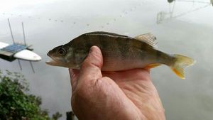 European Perch