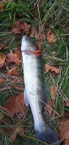 Zander