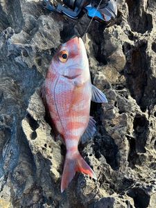Red Porgy