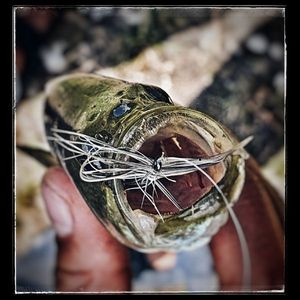 Smallmouth Bass