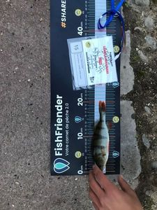 European Perch