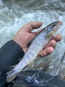 Brown Trout