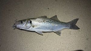 Spotted Seabass
