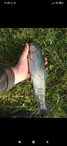 Rainbow Trout