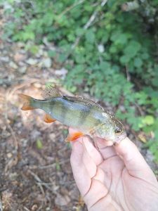 European Perch