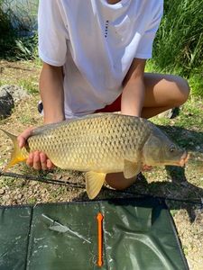 Common Carp