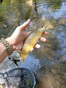 Brown Trout