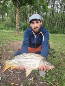 Common Carp