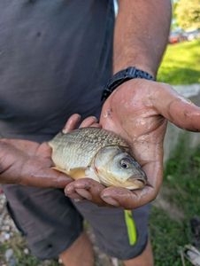 Crucian Carp