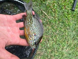 Green Sunfish