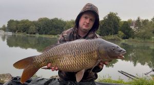 Common Carp