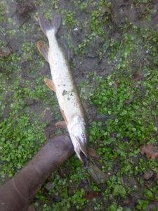 Northern Pike