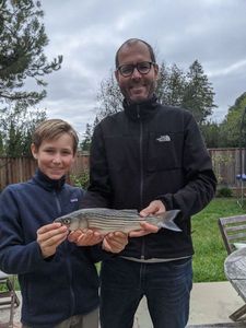 Striped Bass (Landlocked)