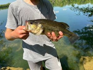 Largemouth Bass