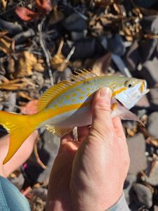 Yellowtail Snapper