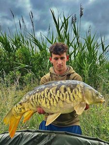 Mirror Carp